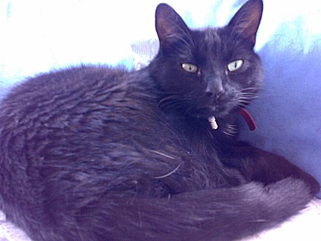 Worf. Kat van beroep