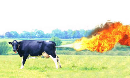 farting-cow Kijk die koeien loeien!
